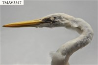 中白鷺藏品圖，第6張